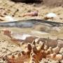 message-in-a-bottle-1694868_1920.jpg